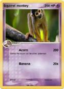 Squirrel monkey