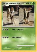 berger malinois