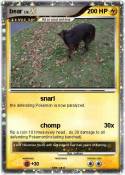bear