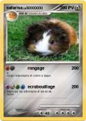 safarisa