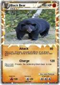 Black Bear