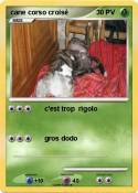 cane corso