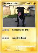 beauceron