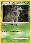border collie