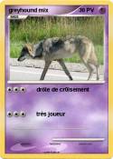 greyhound mix