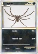 spider