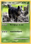 border collie