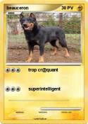 beauceron