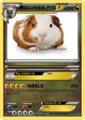 GUINEA PIG