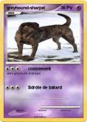 greyhound-sharpeï