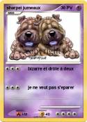 sharpei jumeaux