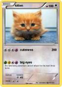 kitten