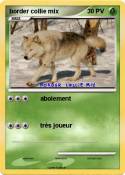 border collie