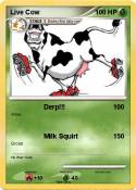 Live Cow