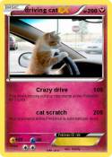 driving cat