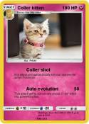 Coller kitten