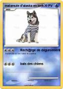malamute d'alas