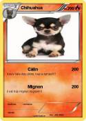 Chihuahua