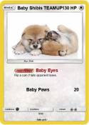 Baby Shibis