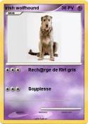 irish wolfhound