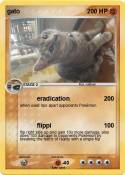gato