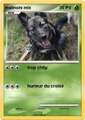 malinois mix