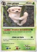 chien grimper