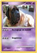 mastiff