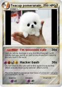 Teacup pomerana