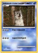 malamute croisé