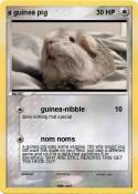 a guinea pig