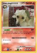crazy dog!!!!!!