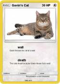 Gavin's Cat