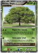 Norway Maple