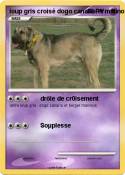 loup gris