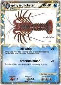 spiny red lobst