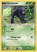 Adult Chimpanze