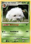 Bichon des herb