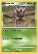 malinois mix