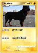 beauceron