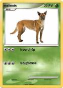 malinois