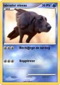 labrador oiseau