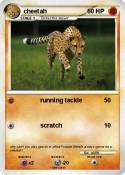 cheetah