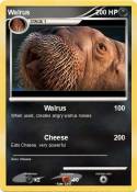 Walrus