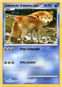 malamute d'alas