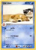 chat chien