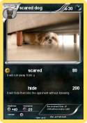 scared dog
