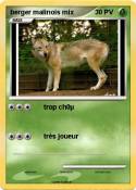 berger malinois