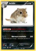 Gerbille