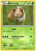guinea pig